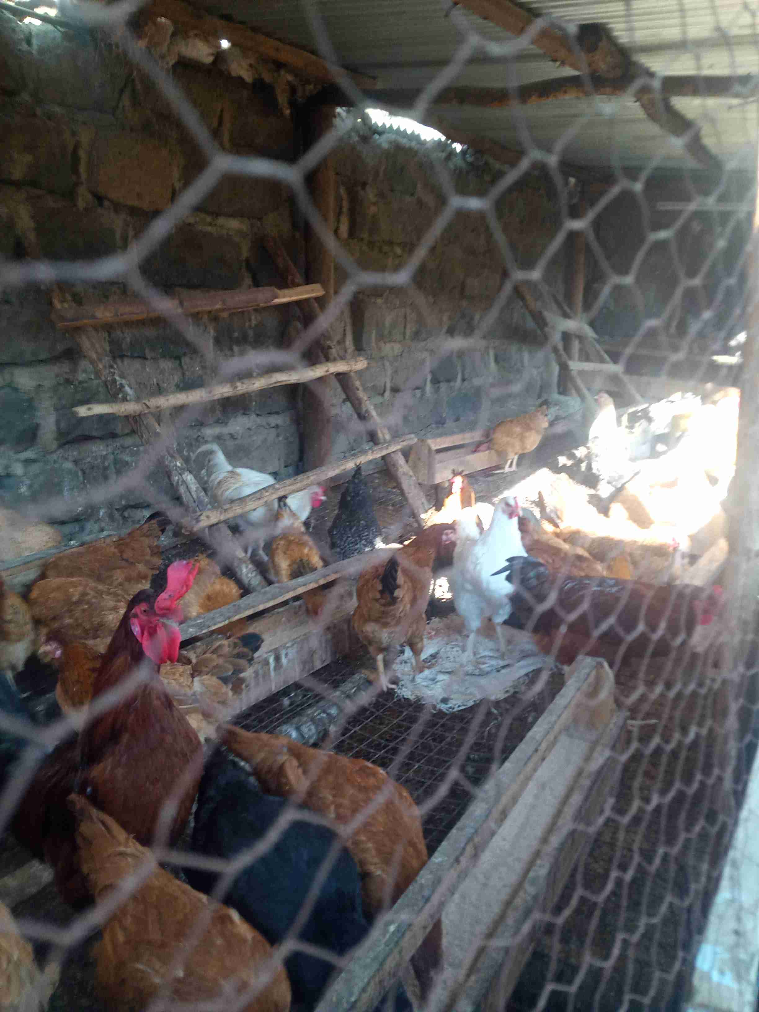 Kienyeji chicken 