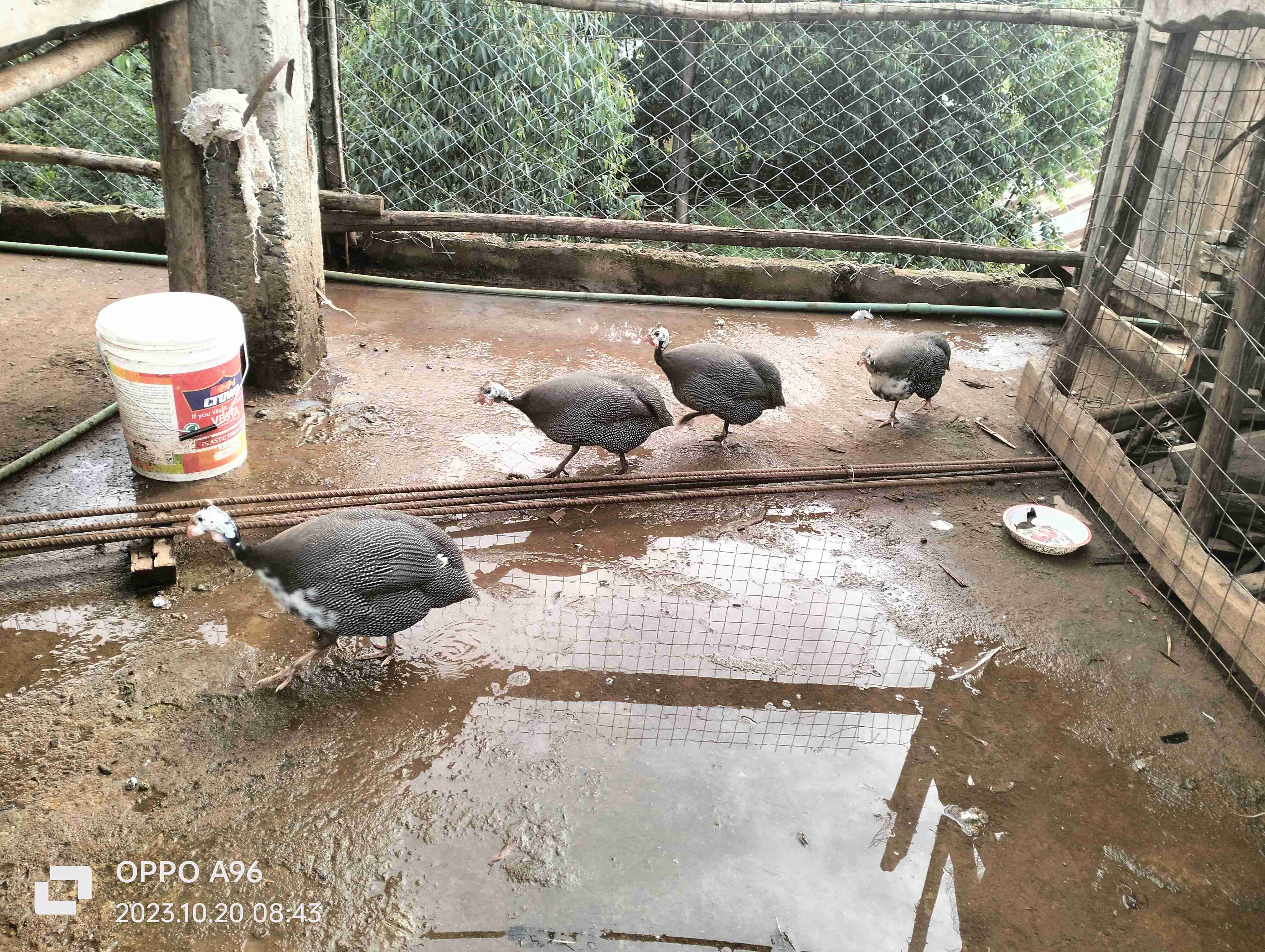 Gunea fowl 