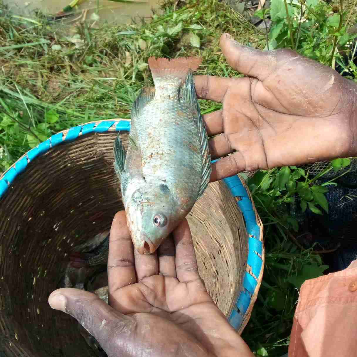 Tillapia fish