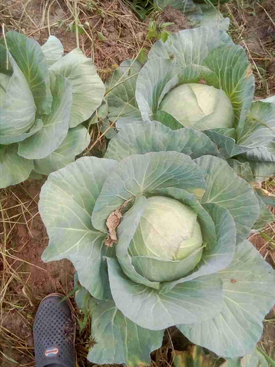 Cabbage