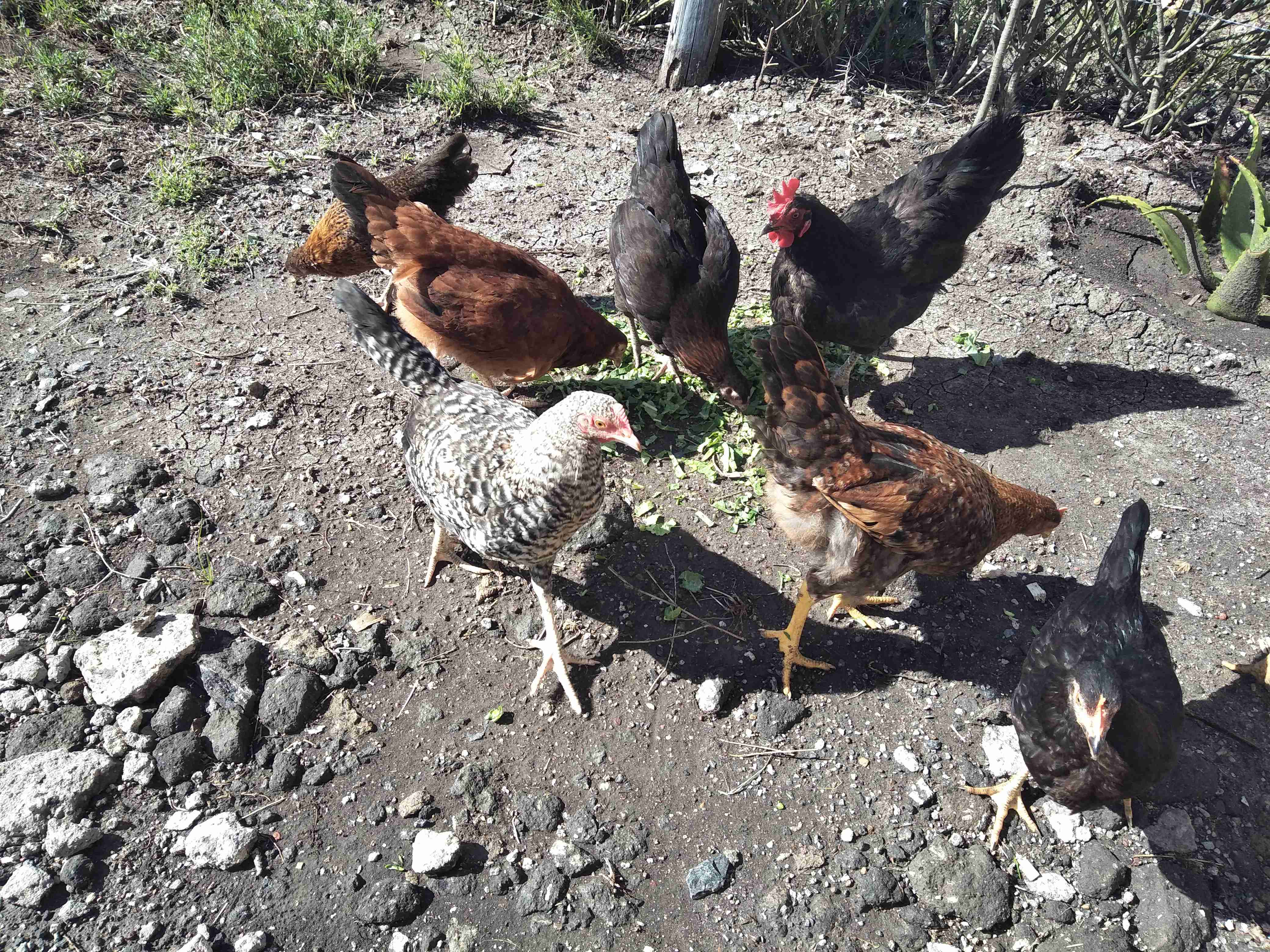 Kienyeji five month plus chicks