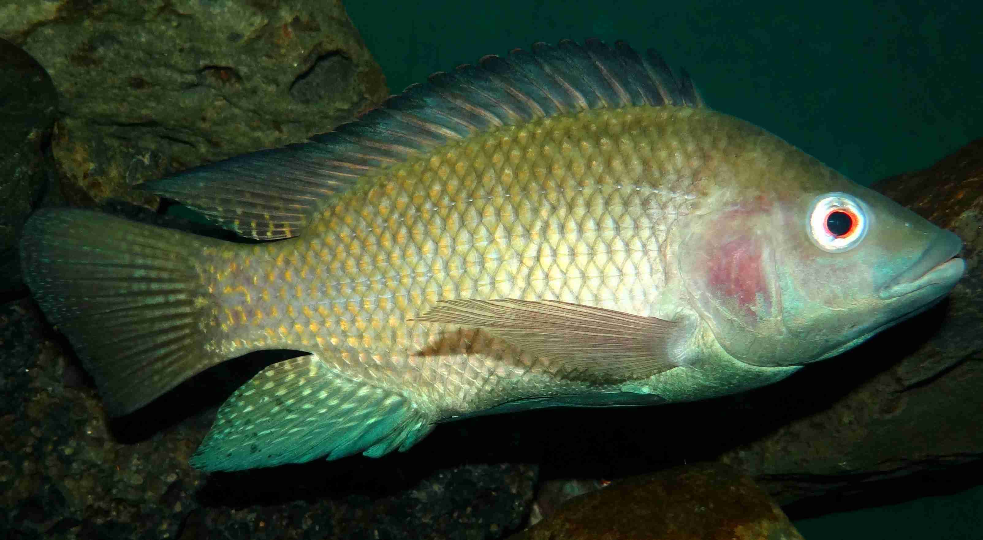 Tilapia fish 