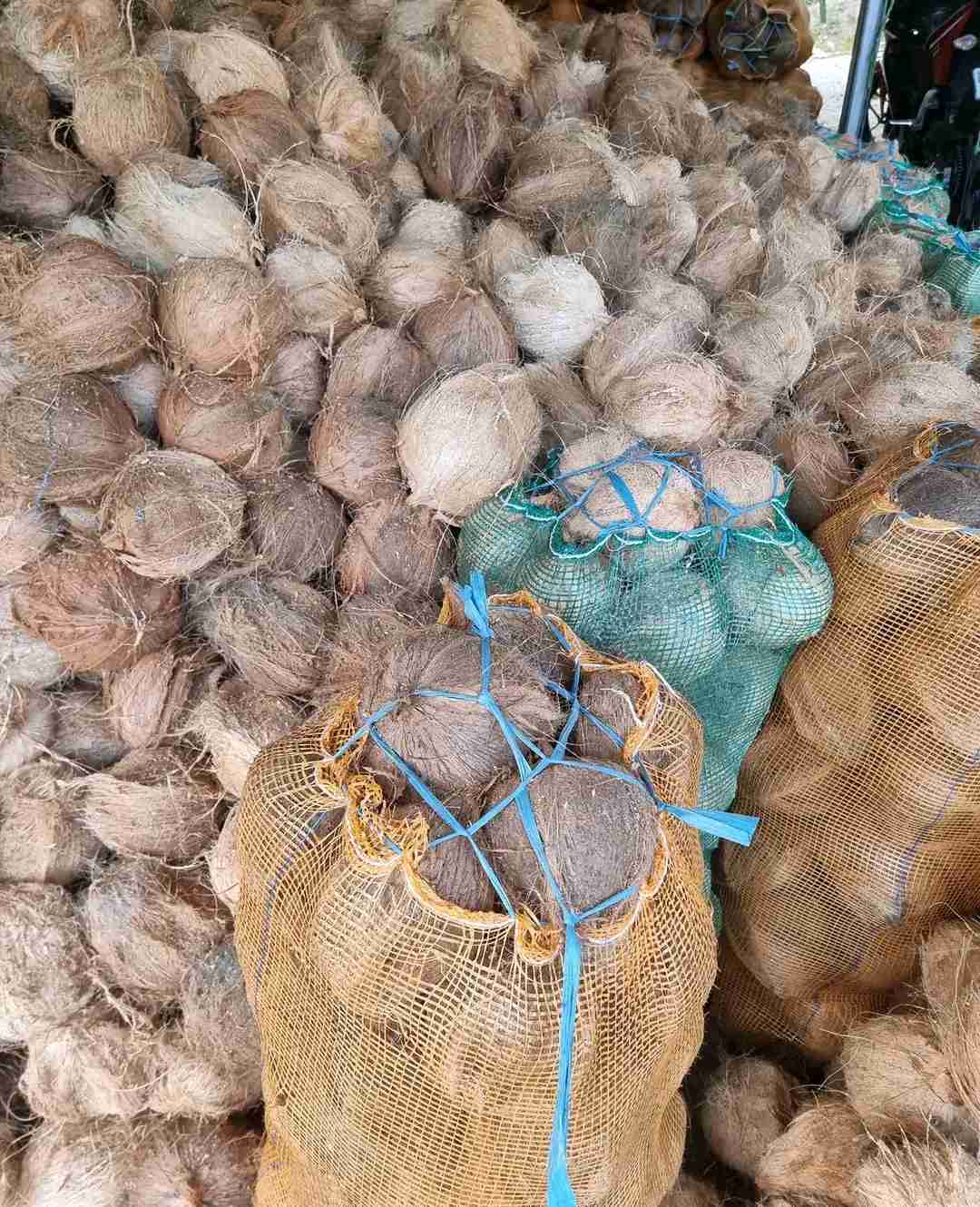 Coconut 