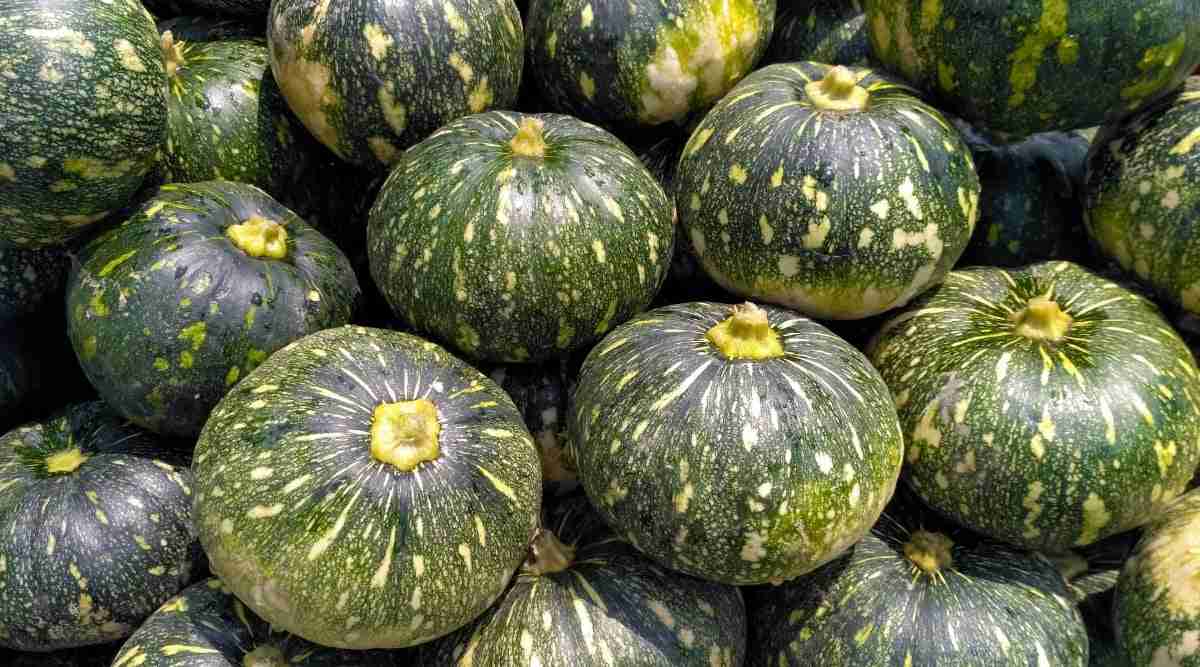 Pumkins