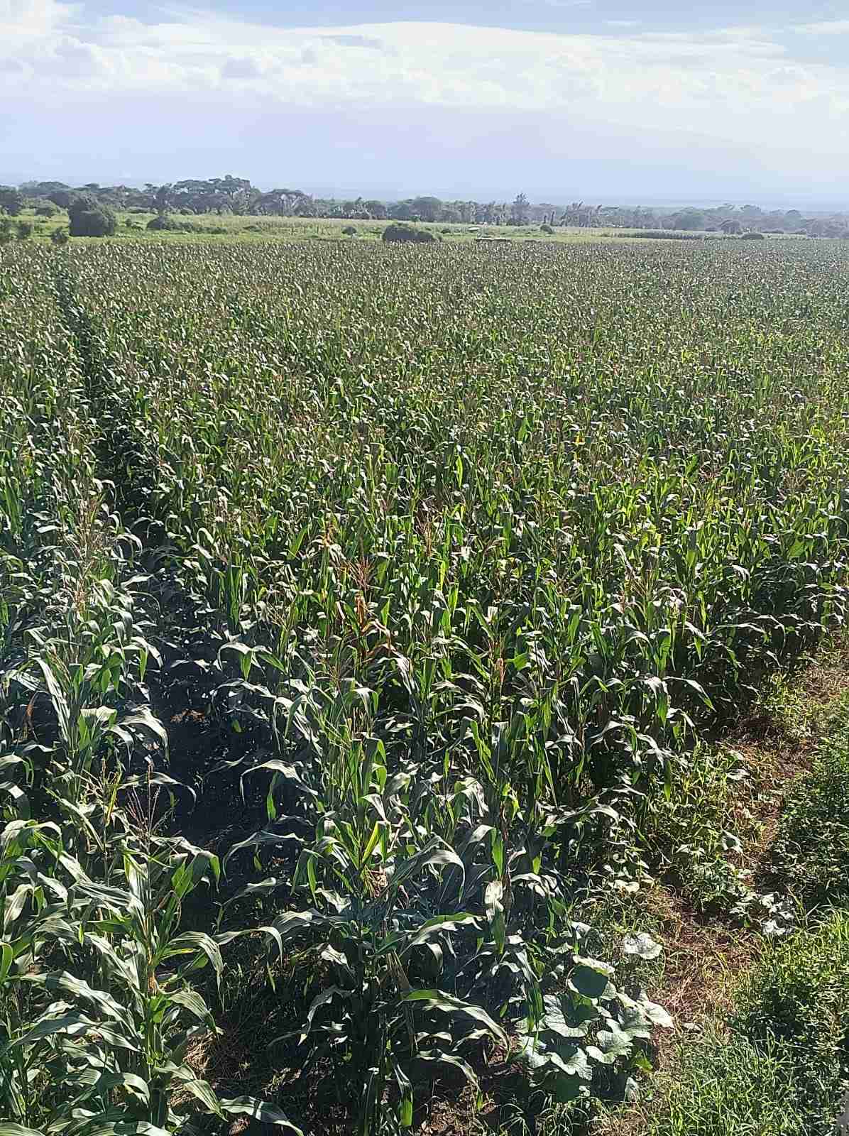 Fresh green maize ðŸŒ½