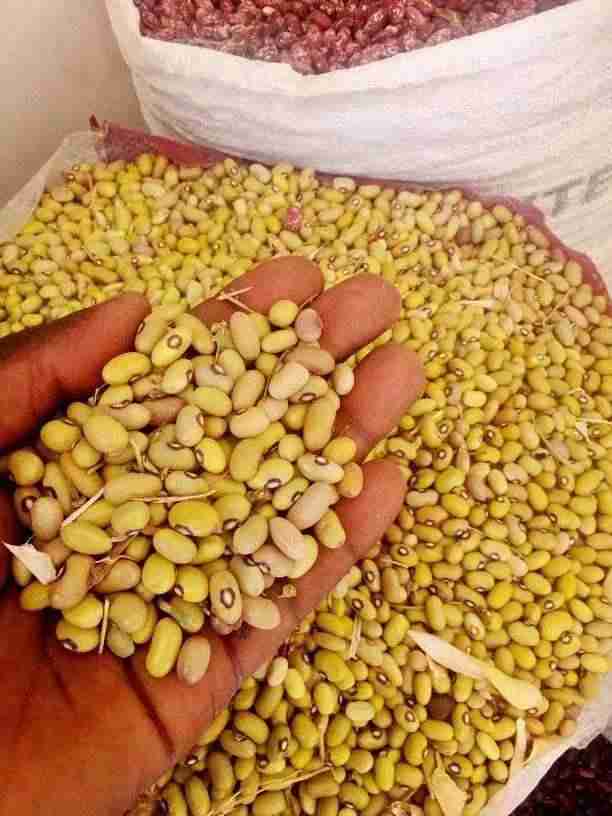 Yellow-green Beans (Yellow beans)