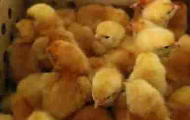 One day old chicks 