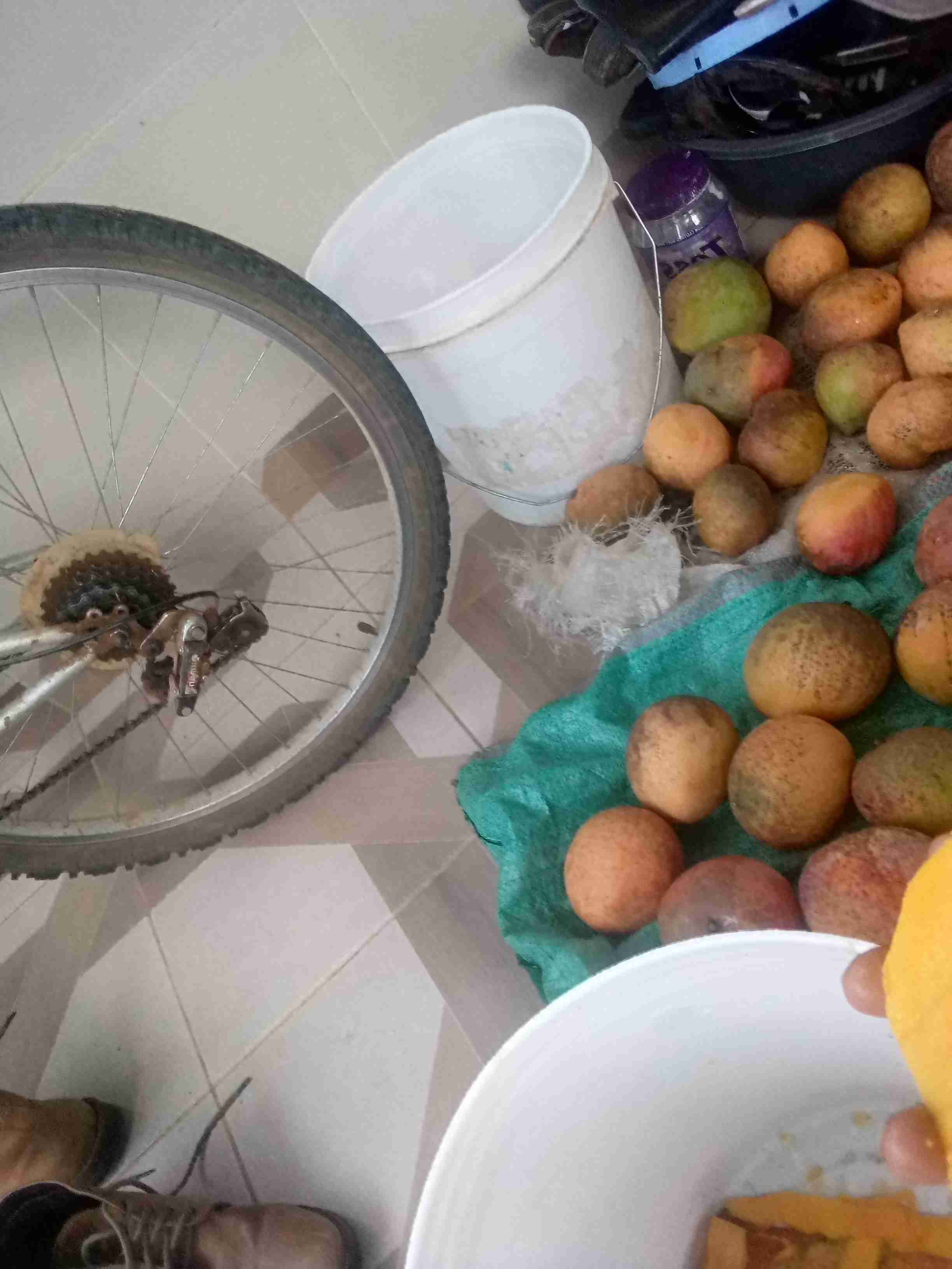 Apple mangoes