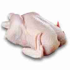 Broiler chicken 