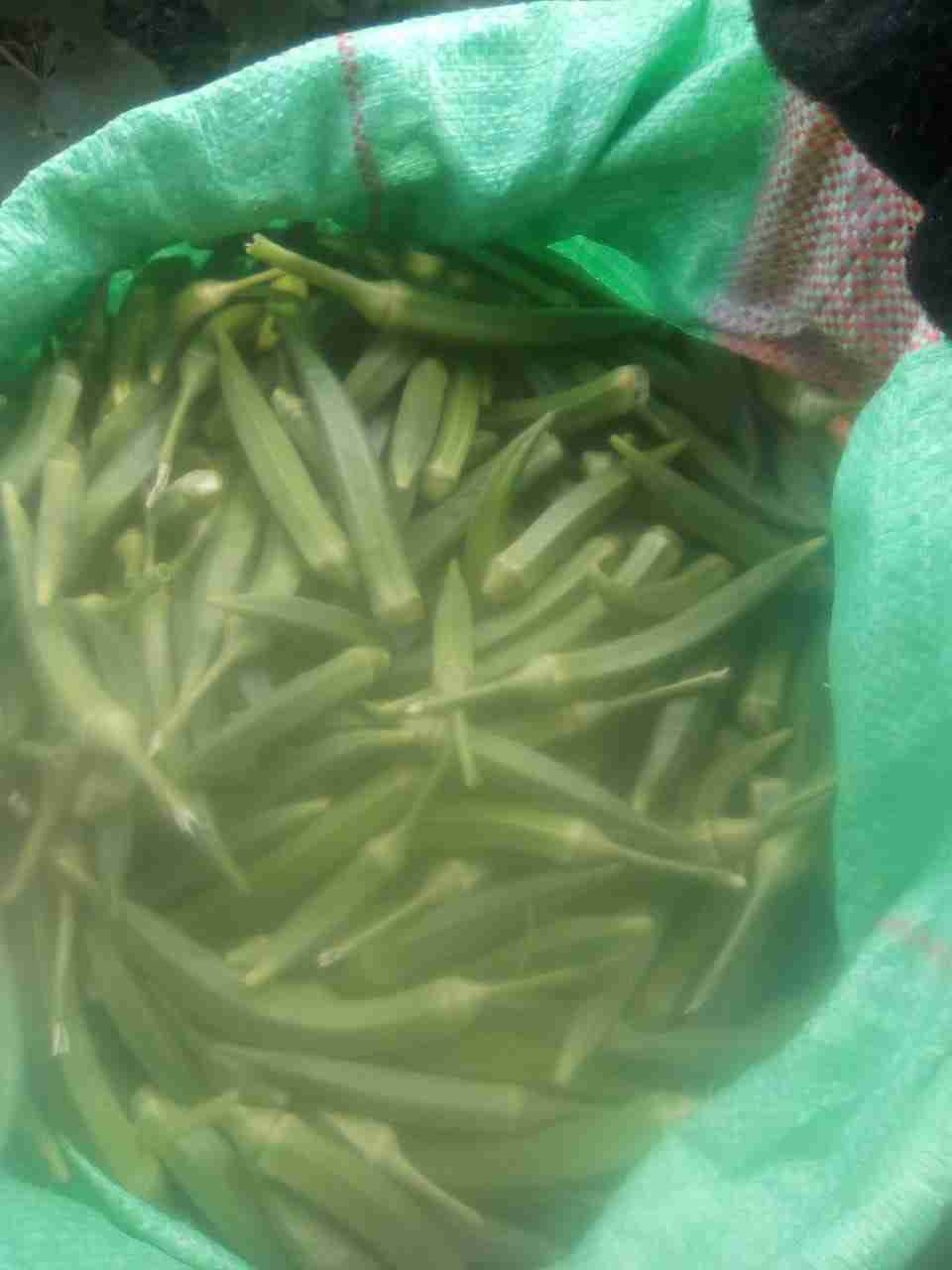 Okra( Ladies Fingers) Bhenda