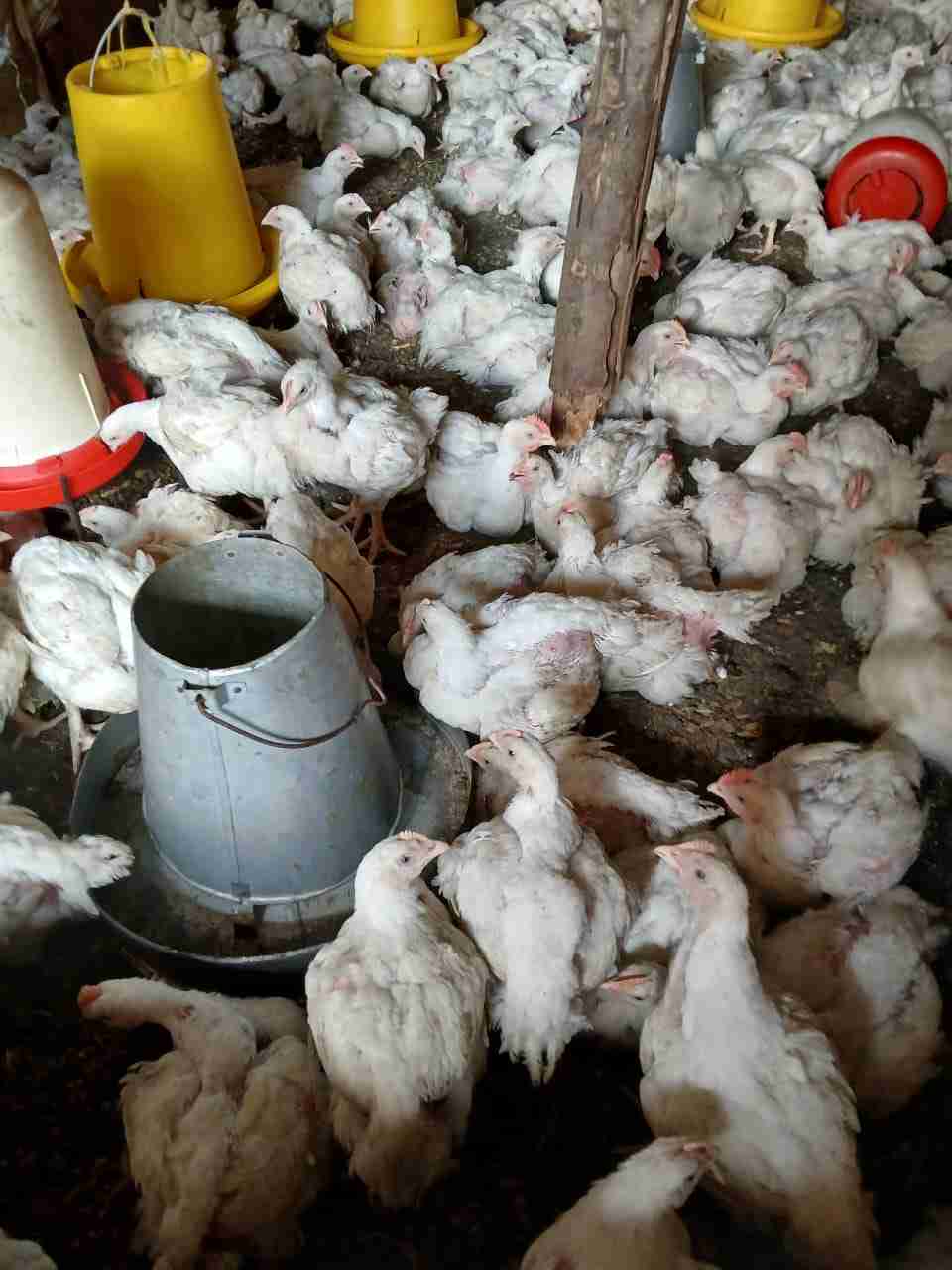 Broiler chicken 